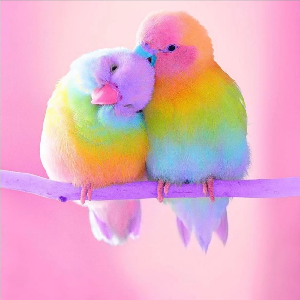 Meet your Posher, Tess